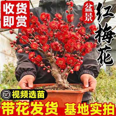 梅花盆栽树苗原生红梅浓香花卉