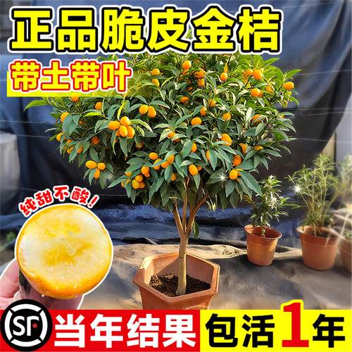 脆皮金桔带果发货盆栽树苗四季
