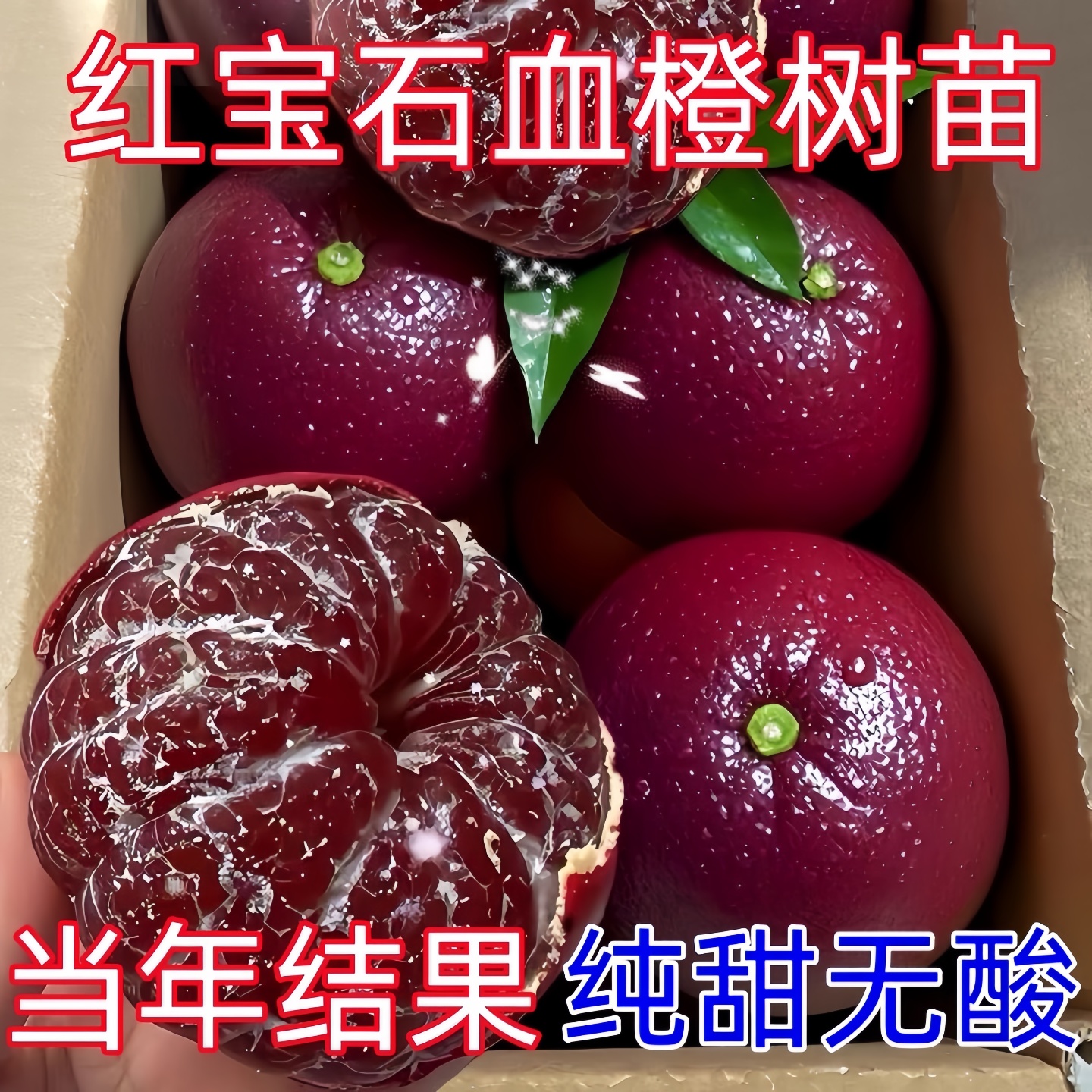 抗旱耐寒橙子树苗红宝石血