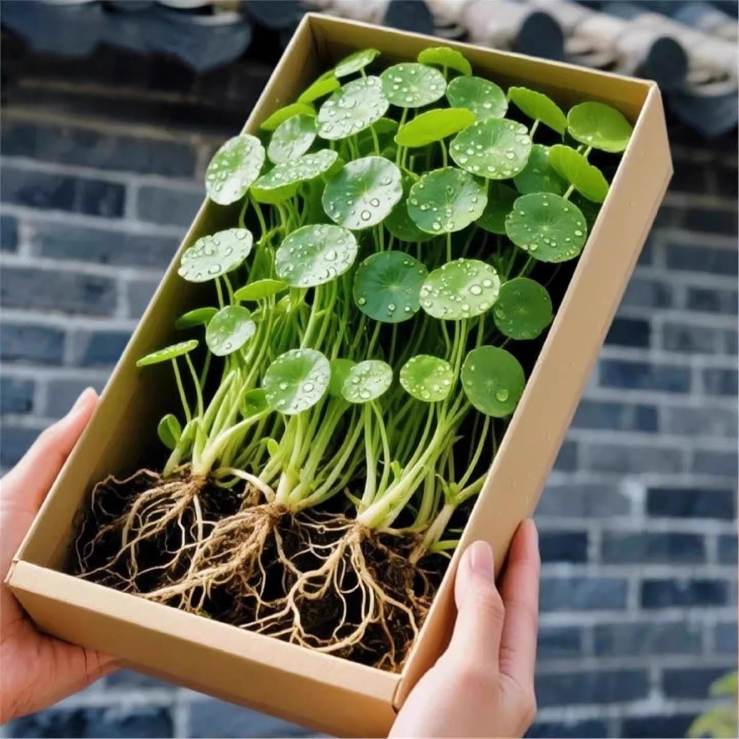 精品大叶铜钱草水培植物金钱草盆栽水养绿植办公室内好养客厅旺宅