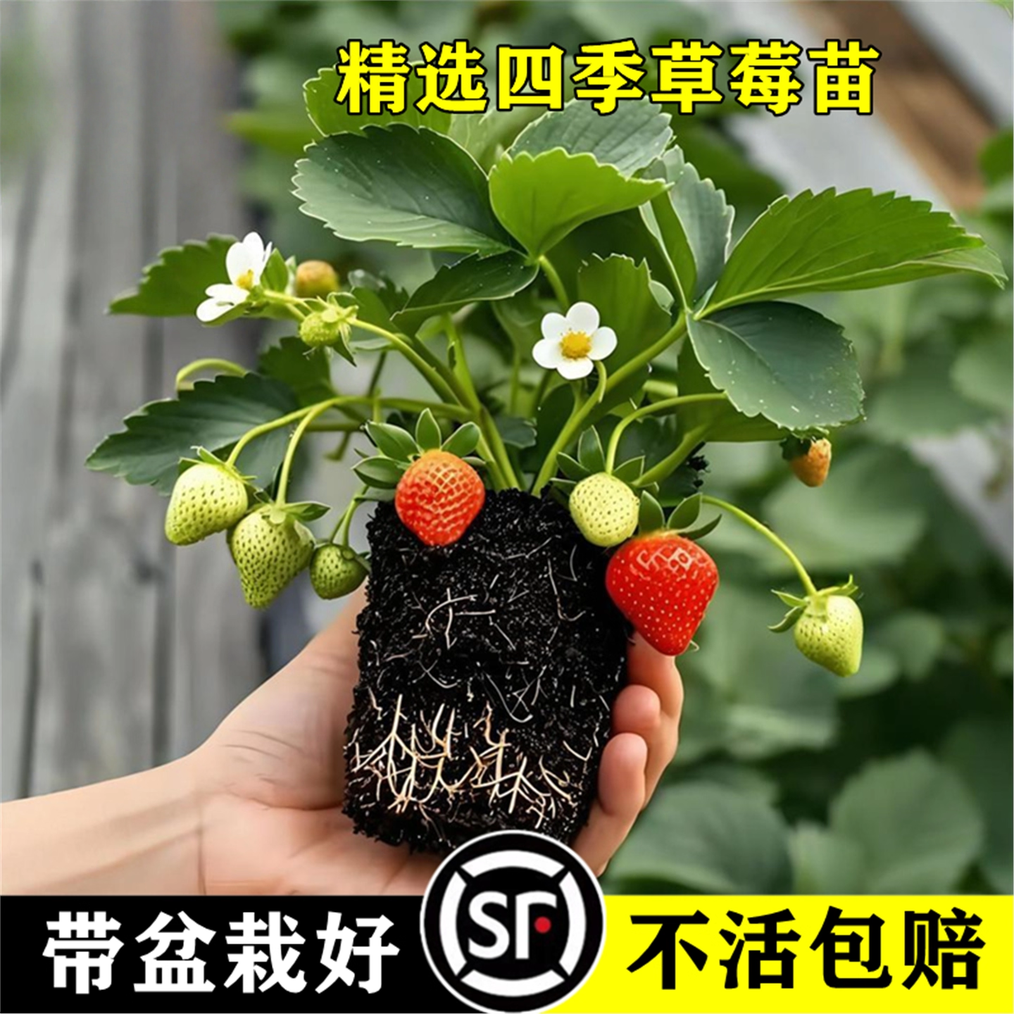 草莓苗秧四季结果盆栽种子穴盘苗