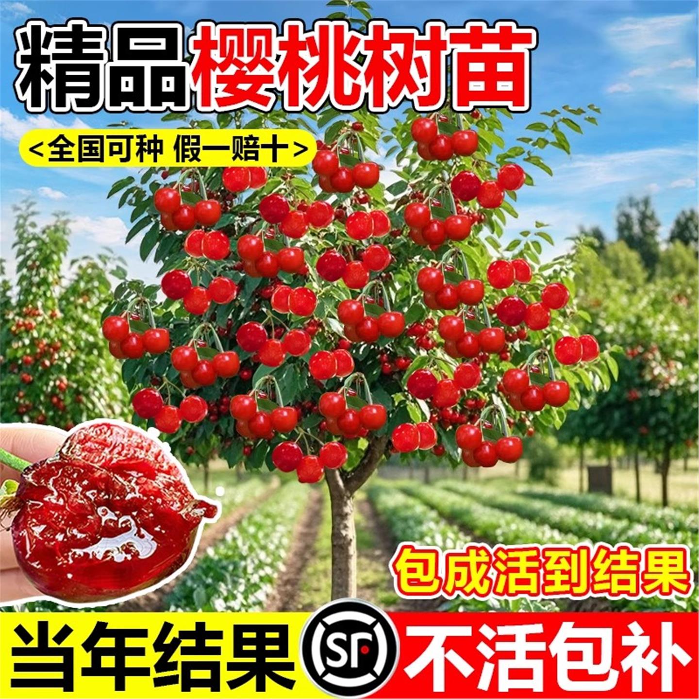 正宗车厘子树苗大樱桃果嫁