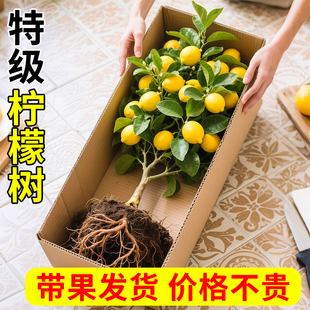 易栽香水柠檬树树苗盆栽带果老桩客厅绿植果树苗植物四季 庭院果苗