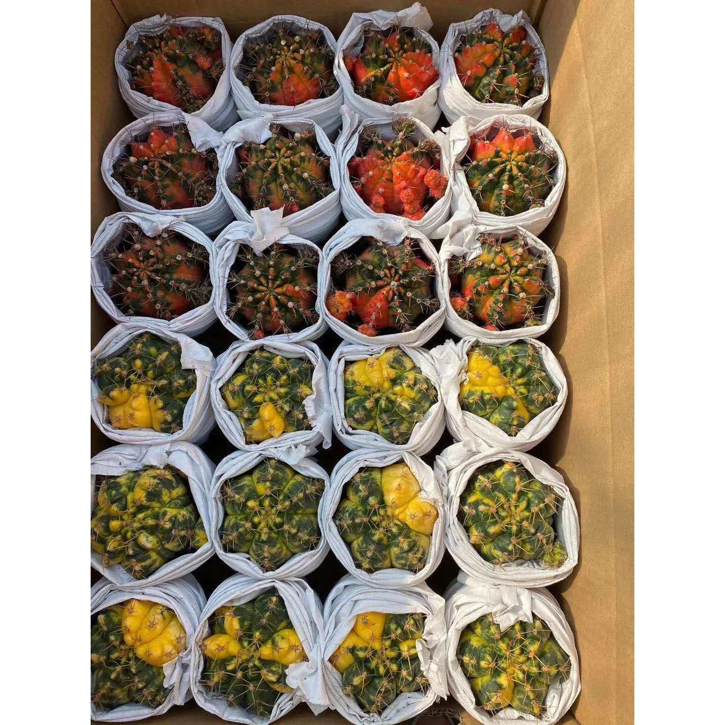 【基地直供】家居植物花卉盆栽 仙人球植物盆栽 光辉牡丹 海王锦