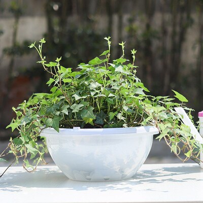 大口浅底花盆塑料吊兰绿萝多肉自吸水树脂挂绿植吊篮植物盆栽双层