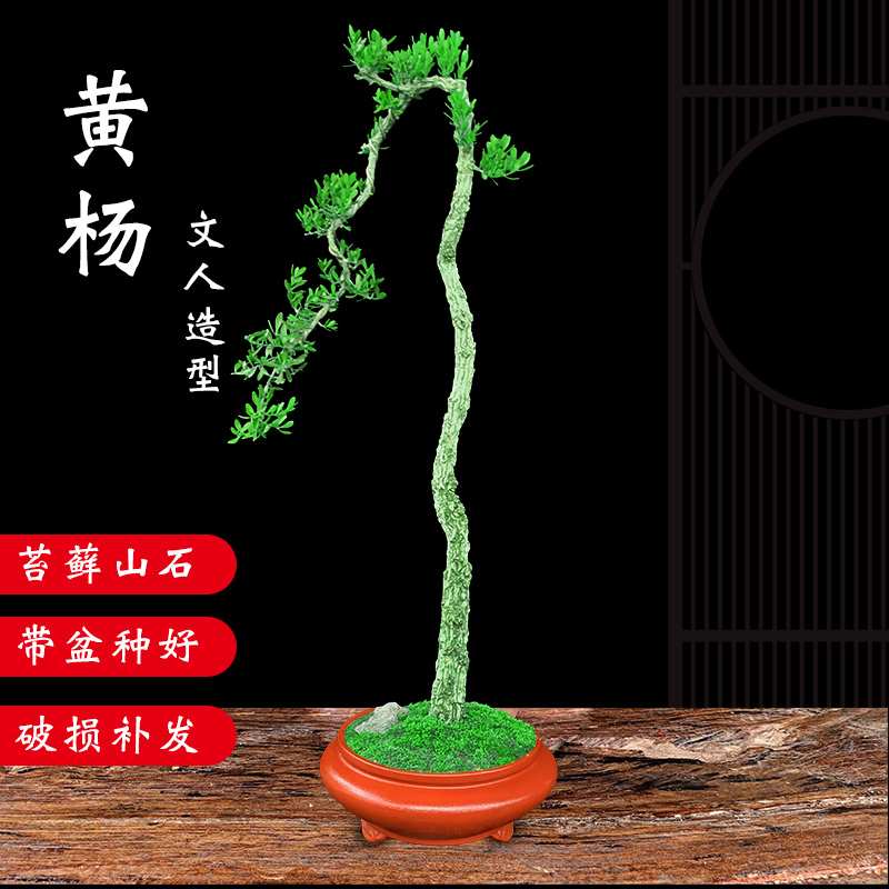 黄杨文人桩雀舌皱皮小叶黄杨室内外办公茶桌客厅庭院名贵造型