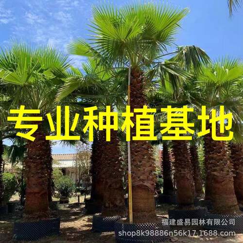 福建移栽老人葵价格 江苏华盛顿棕榈供应 浙江华棕报价棕榈树