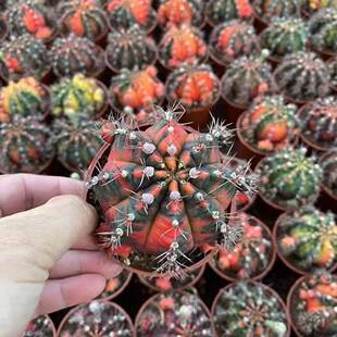 【基地直供】家居植物花卉盆栽 仙人球植物盆栽 光辉牡丹