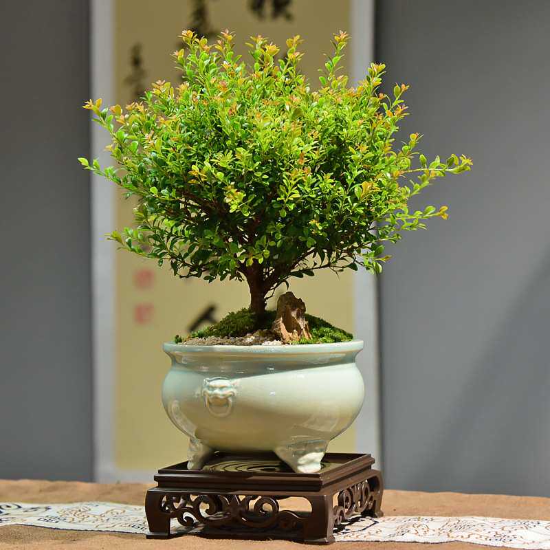 小叶赤楠盆景30-35cm植物四季常青室内家用摆件桌面绿植带盆盆栽