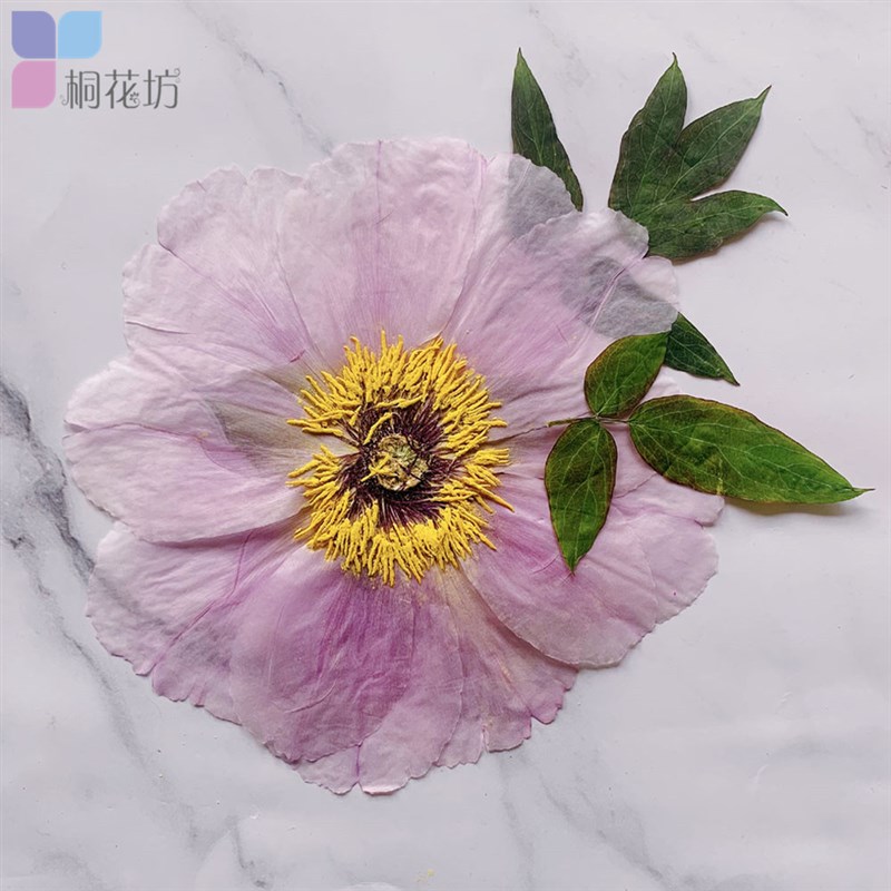 牡丹花 押花真花标本大花瓣大朵干花压花画手工diy创意装饰材料图片