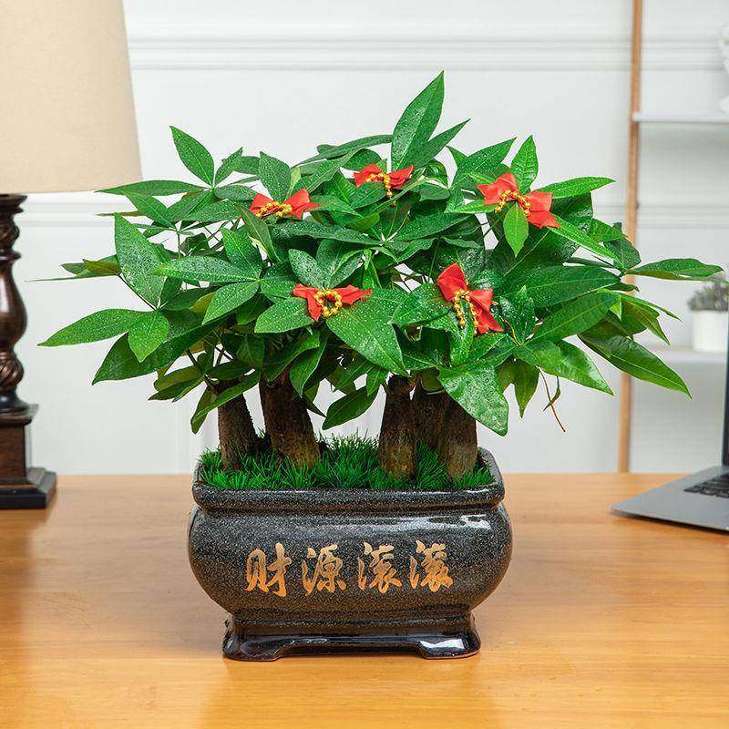 发财树盆栽室内花卉办公室绿色植物小盆景客厅招财金钱树盆栽绿植,鲜花速递/花卉仿真/绿植园艺,割草机/草坪机,淘宝优惠券,粉丝福利购,淘宝优惠卷