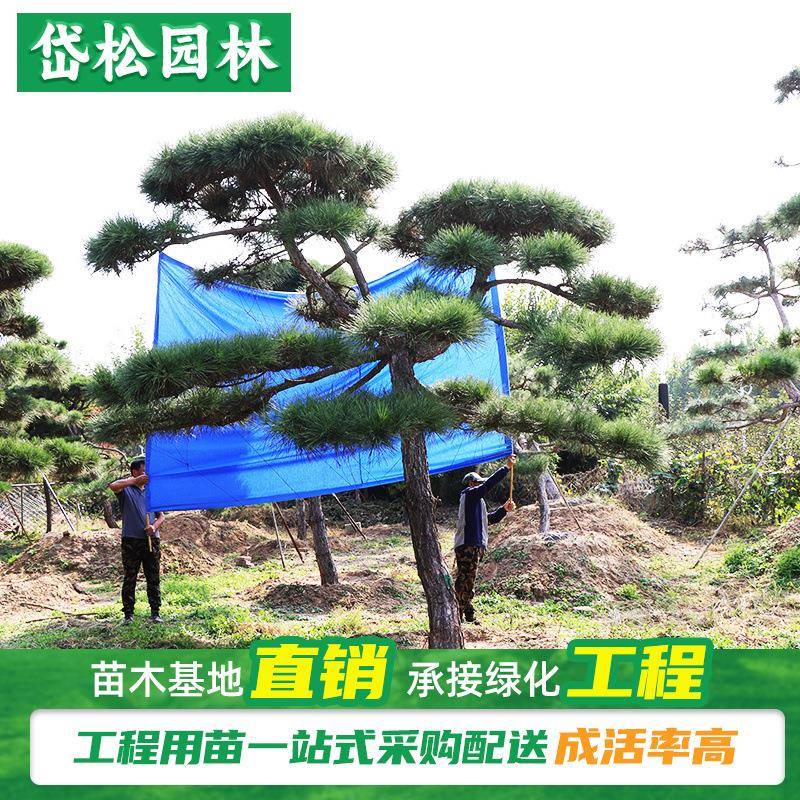 园林种植基地四季常青松树株高3-5米选择赤松20/30公分造型油松