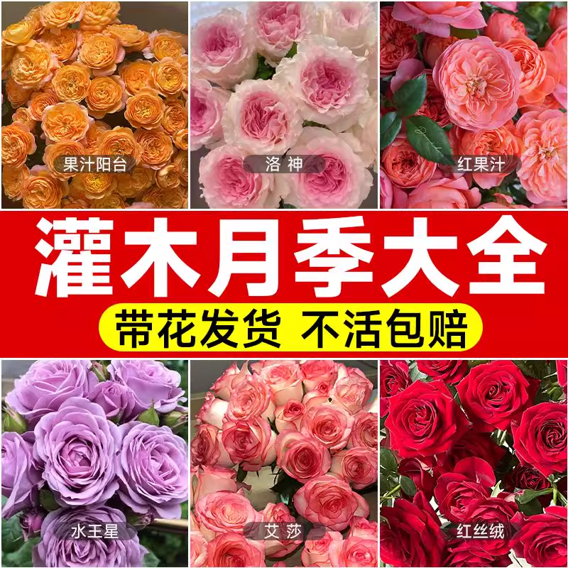 玫瑰花苗浓香特大花带花苞花卉绿植物室内外庭院阳台盆栽蔷薇月季,鲜花速递/花卉仿真/绿植园艺,月季/蔷薇/玫瑰,淘宝优惠券,粉丝福利购,淘宝优惠卷
