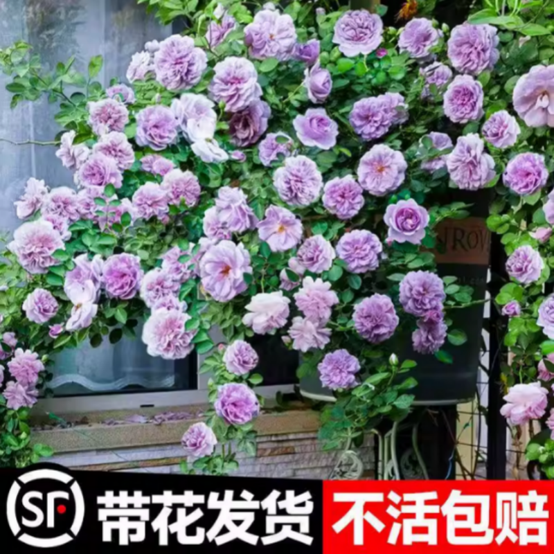 蓝色阴雨藤本月季花苗爬藤蔷薇
