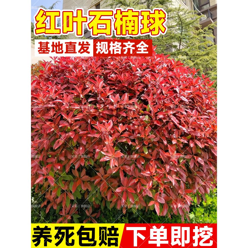 红叶石楠球树苗室外庭院