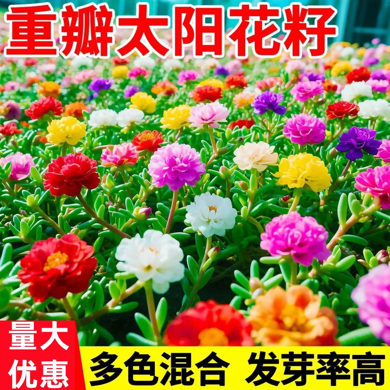 重瓣太阳花种籽易开花公园小区庭院别墅花籽野花组合花海花种子