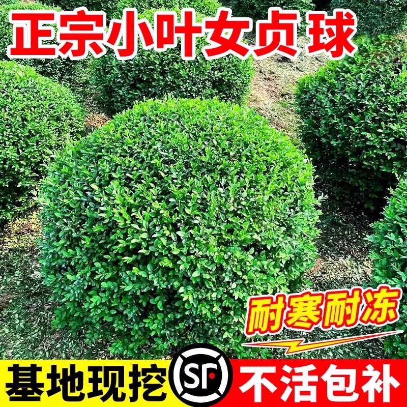 小叶女贞球造型树苗庭院老桩