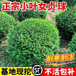 小叶女贞球造型树苗大叶黄杨冬青球金森女贞棒棒糖庭院老桩盆景