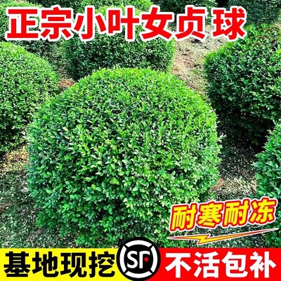 小叶女贞球造型树苗庭院老桩