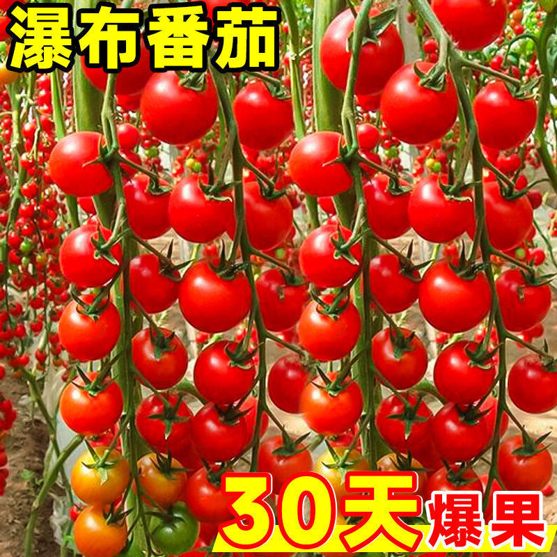 香甜多汁瀑布小番茄种子圣女果樱桃西红柿种子四季播盆栽蔬菜种子,鲜花速递/花卉仿真/绿植园艺,家庭园艺种子,淘宝优惠券,粉丝福利购,淘宝优惠卷
