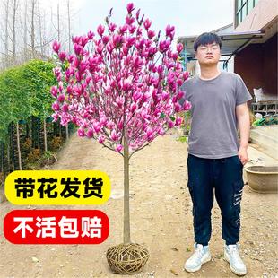红白黄广玉兰花树苗带花苞二乔紫玉兰苗大树庭院地栽盆栽玉兰植物