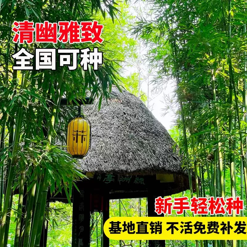 竹子苗庭院室内外观赏盆栽黄金竹罗汉竹紫竹苗毛青竹带土四季包活
