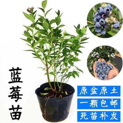 蓝莓果树苗盆栽地栽南北方种植