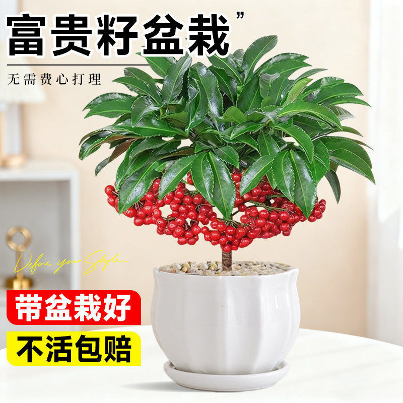富贵籽盆栽带果金玉满堂黄金万两室内客厅旺宅绿植物四季好养盆景