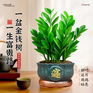 金钱树小盆栽办公室桌面绿植发财树公司客厅旺宅招财室内植物四季