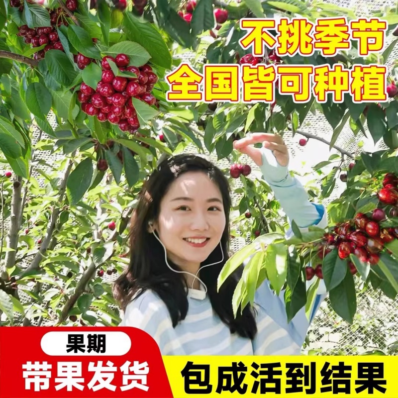 正宗车厘子树苗盆栽矮化黑珍珠