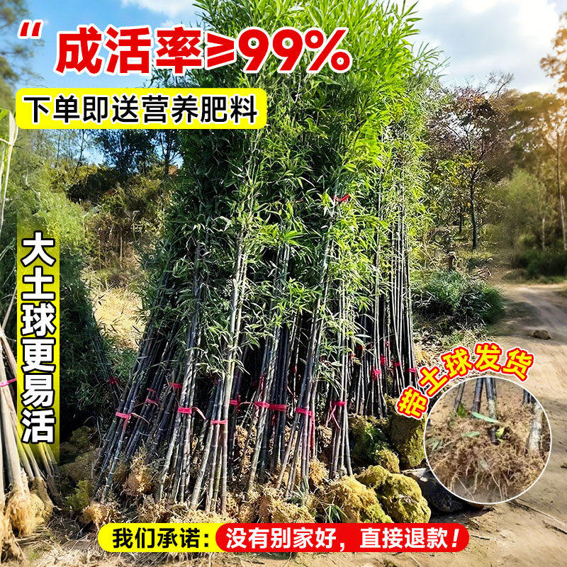 竹子苗庭院室内外观赏盆栽黄金竹罗汉竹紫竹苗毛青竹带土四季包活