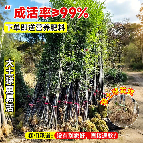 庭院室内观赏竹苗带土四季包活