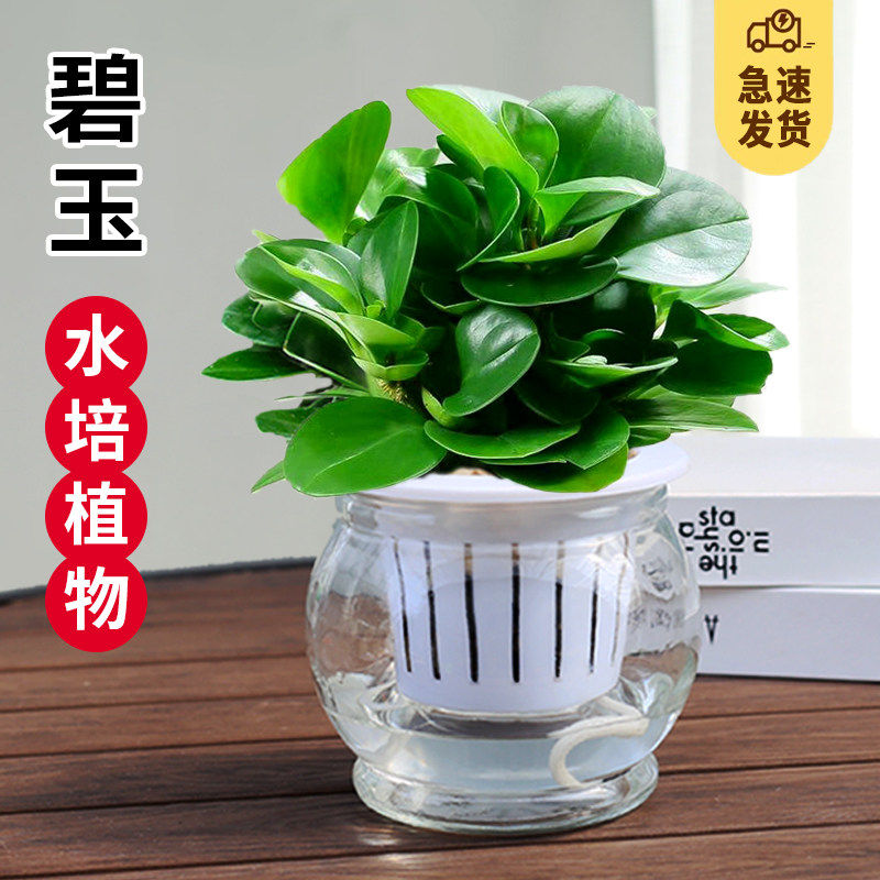 碧玉盆栽室内净化空气小植物桌面四季常青好养植物玻璃水培绿植