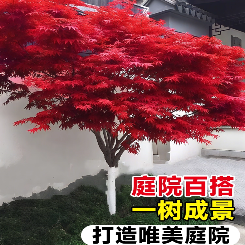 红枫树苗日本舞姬老桩盆景