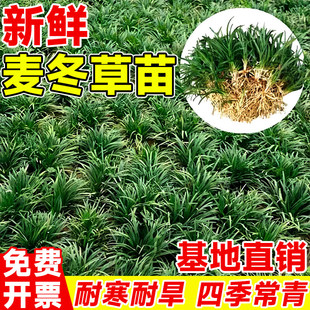 四季常青麦冬草苗日本矮麦冬玉龙草耐寒旱庭院草坪绿化细叶麦冬苗