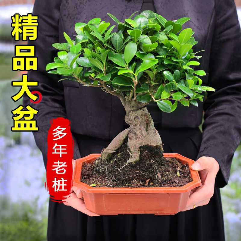 人参榕树盆栽禅意花卉绿植办公室盆景小树桩室内好养四季常青植物