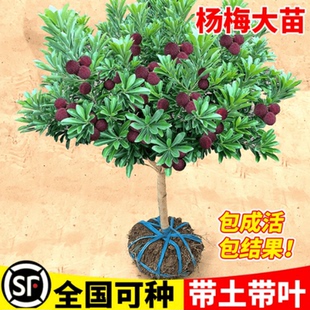 正宗嫁接东魁杨梅树树苗杨梅苗南北方种植地栽果树苗当年结果特大