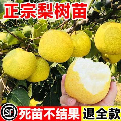 梨树果苗翠冠梨秋月梨树嫁接