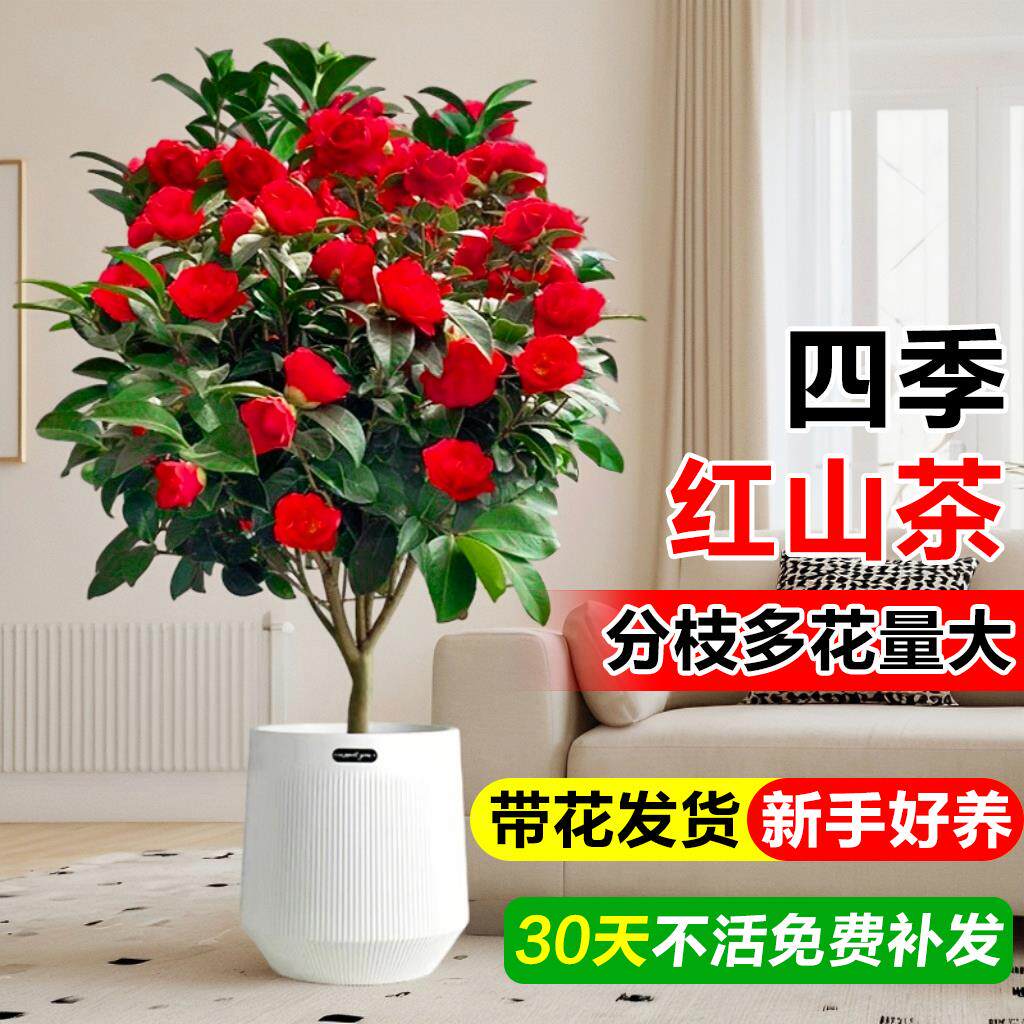茶花树苗带花苞六角大红山茶花室内浓香四季花卉香妃阳台庭院绿植,鲜花速递/花卉仿真/绿植园艺,时令草本花卉,淘宝优惠券,粉丝福利购,淘宝优惠卷