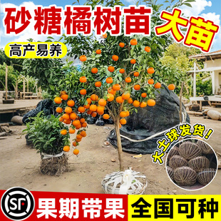 正宗沙糖橘树苗大苗南方果树北方耐寒种植砂糖桔果树苗橘子树果苗