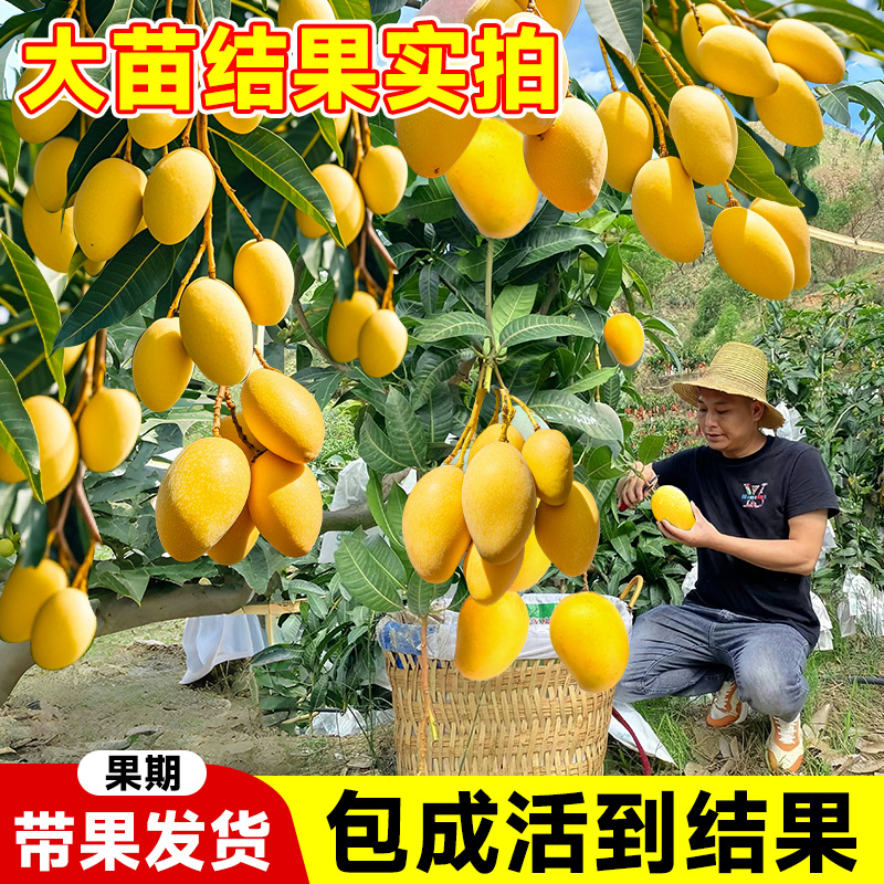 芒果树果苗树苗金煌芒四季芒