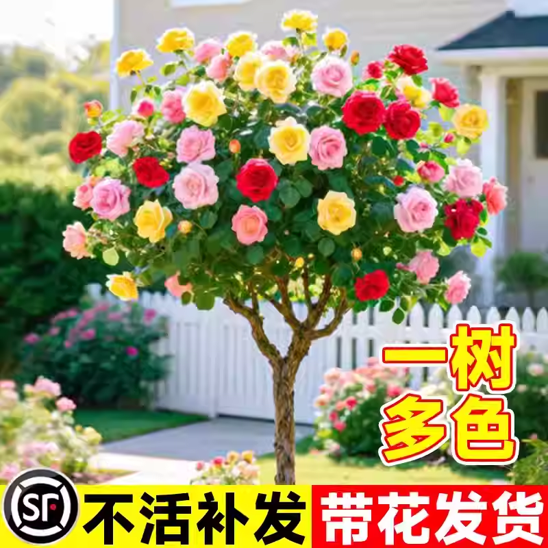 棒棒糖树桩月季花苗树状特大花朵四季花卉植物庭院老桩玫瑰花树苗