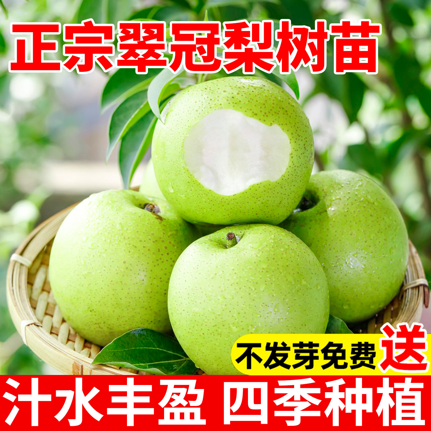 翠冠梨树苗嫁接梨树脆甜无渣