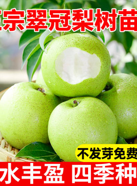 翠冠梨树苗嫁接梨树脆甜无渣耐热耐寒北方南方种植果树苗地栽盆栽