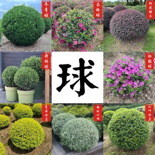 球型植物冠状冬青球黄杨树球石楠球茶梅球金森女贞圆球形绿化苗木