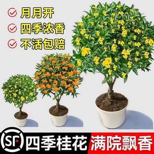 四季桂花树苗金桂庭院浓香原生地栽室内外盆栽八月丹桂花卉绿植物
