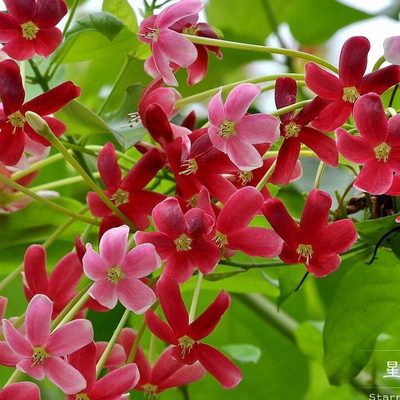 花苗藤墙爬开花使君攀爬植物子花卉四季拱门本浓香爬藤花架花庭院