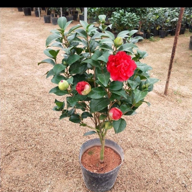 巨型茶花名贵克瑞墨大牡丹茶花树苗带香味巨型大红花四季长青好养