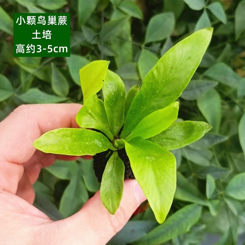 微景观植物盆栽苔藓网纹草迷你diy水陆缸造O景蕨类生态缸绿植代发