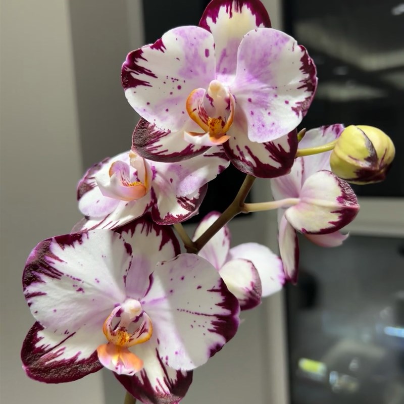 蝴蝶兰【哈根达斯】带闪边1.7寸杯宝宝苗